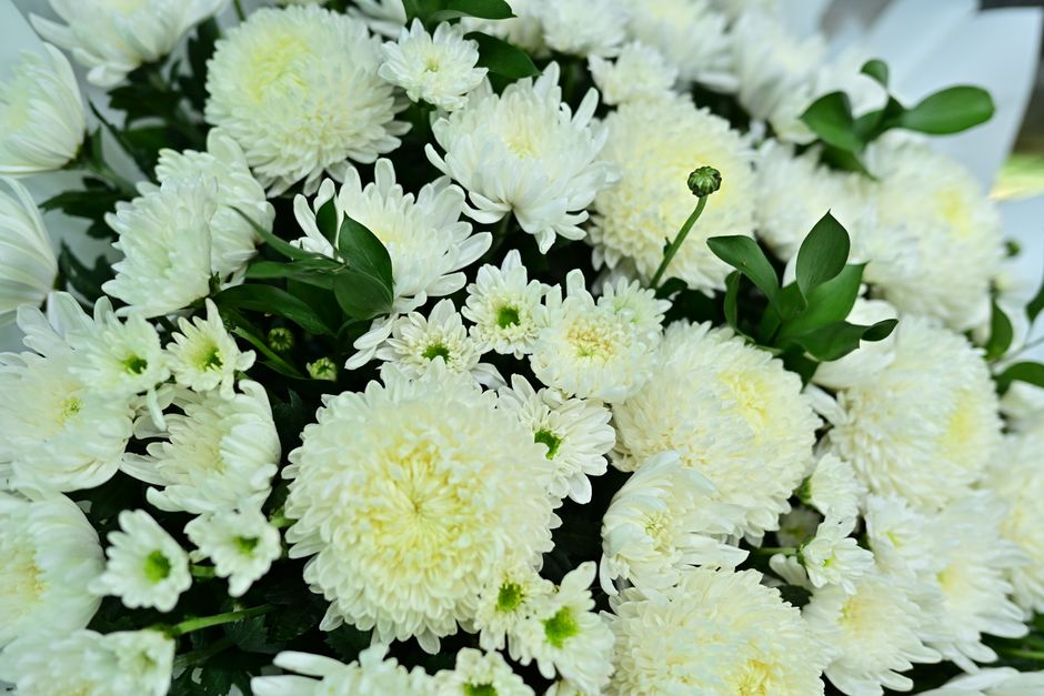 一束白菊